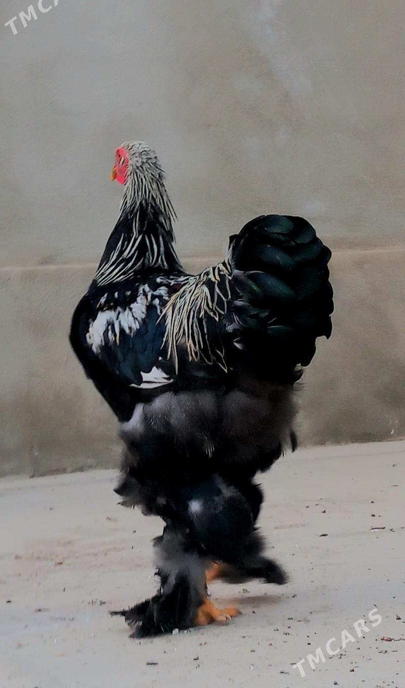 Brama gok horaz - Балканабат - img 4