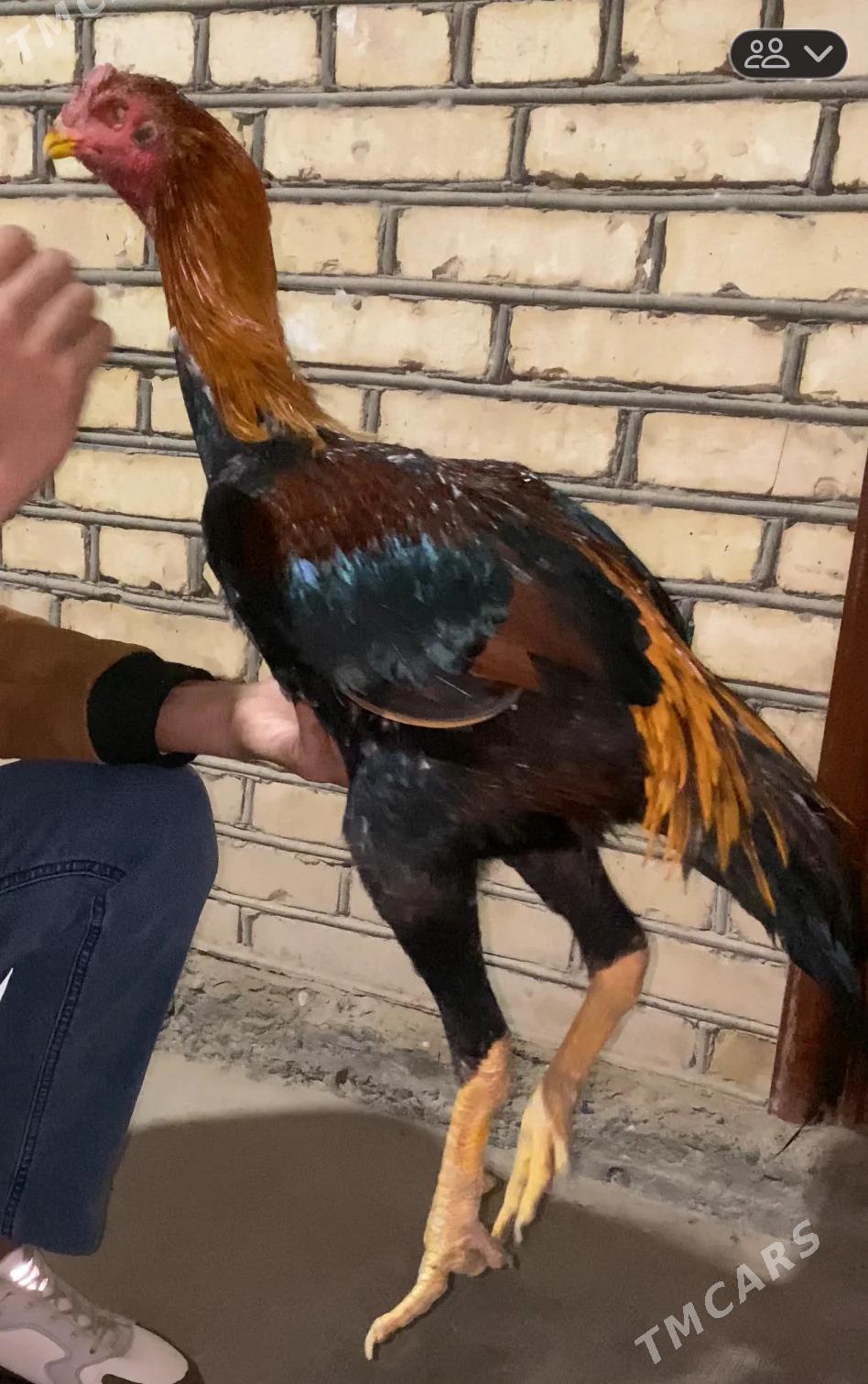 horaz - Байрамали - img 1