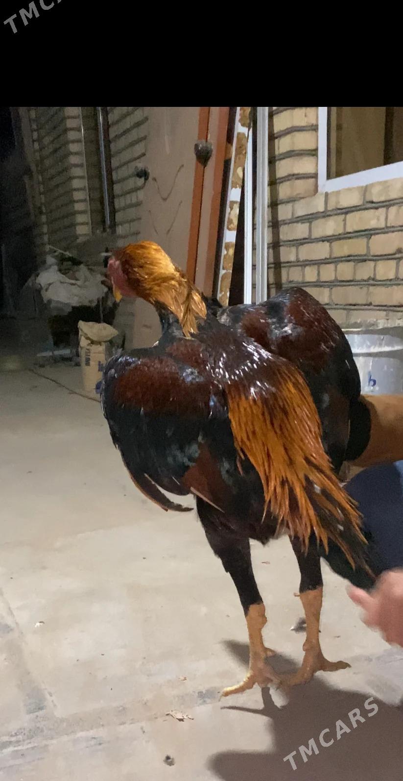 horaz - Байрамали - img 2