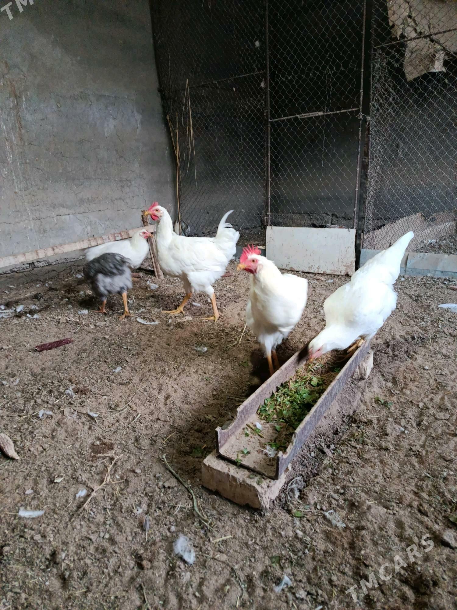 Gigant júje - Сакарчага - img 2