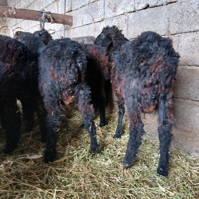 toklylar - Ашхабад - img 2