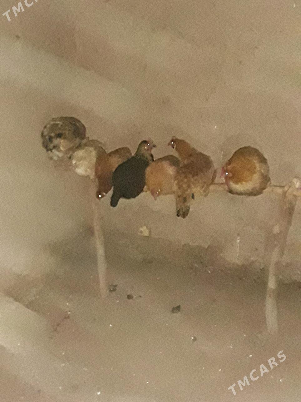 towuk - Sakarçäge - img 2