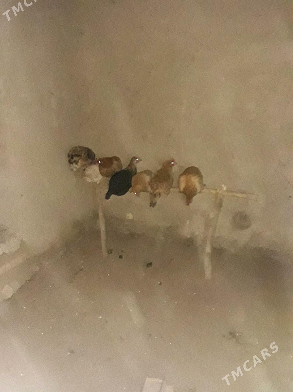 towuk - Сакарчага - img 1