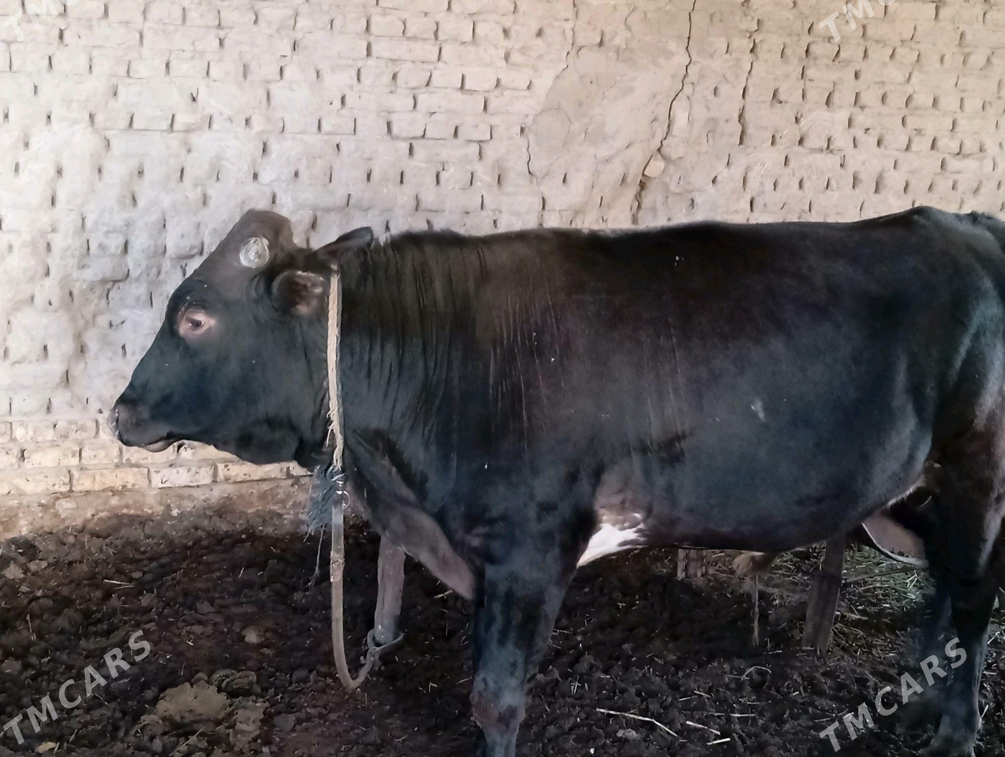 öküzçe - Мары - img 1