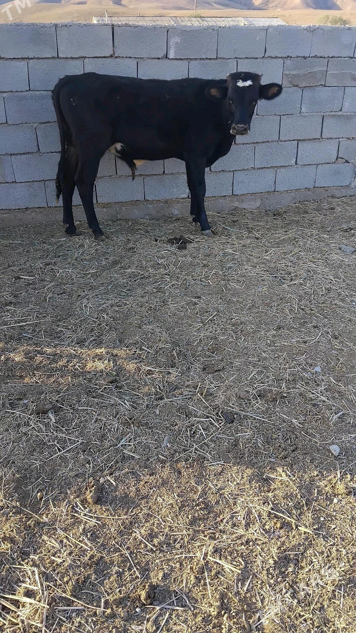 öküz - Bäherden - img 2