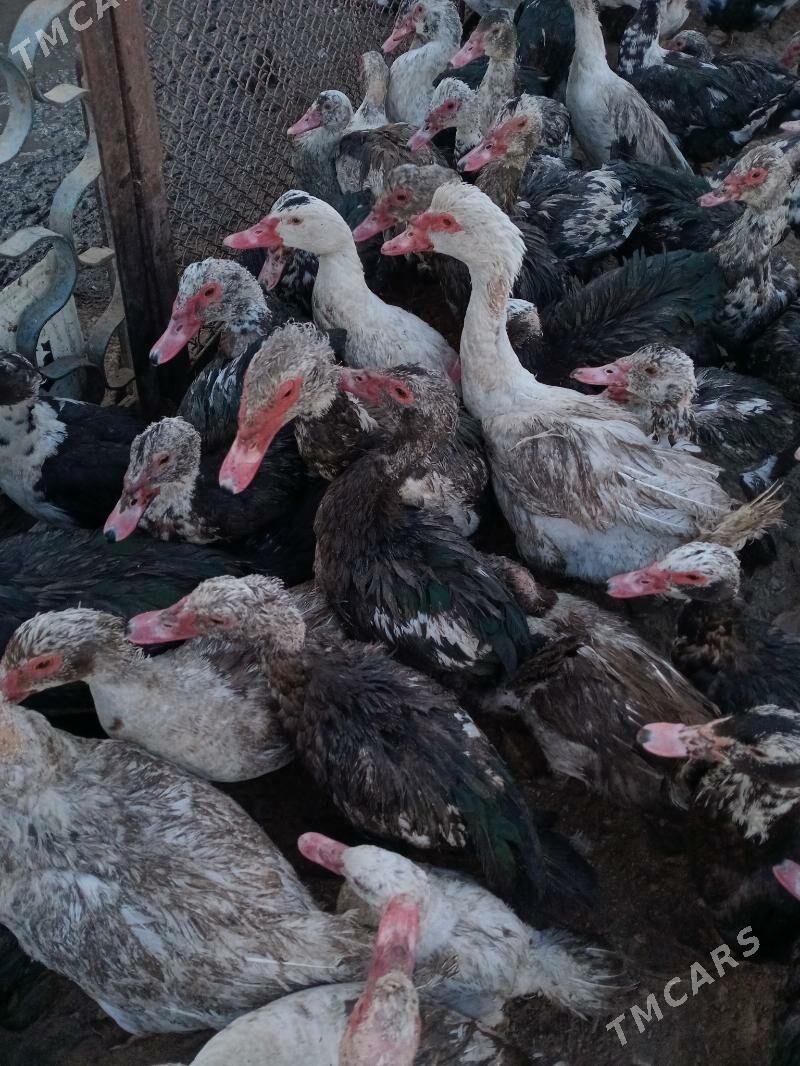 Инда утки - Türkmenabat - img 2