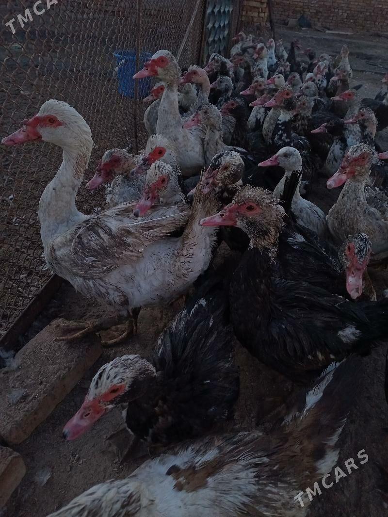 Инда утки - Türkmenabat - img 1