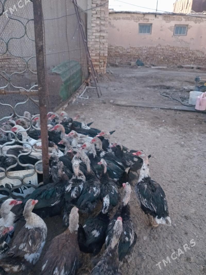 Инда утки - Türkmenabat - img 4