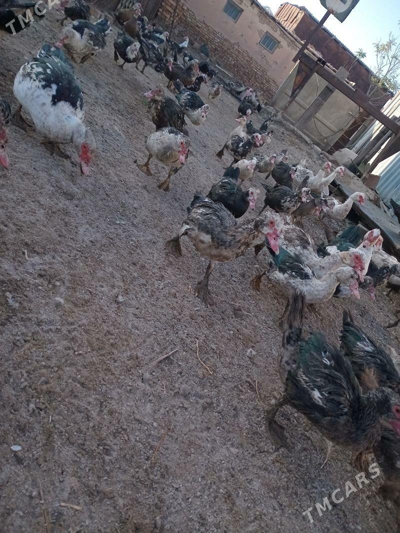 Инда утки - Türkmenabat - img 3