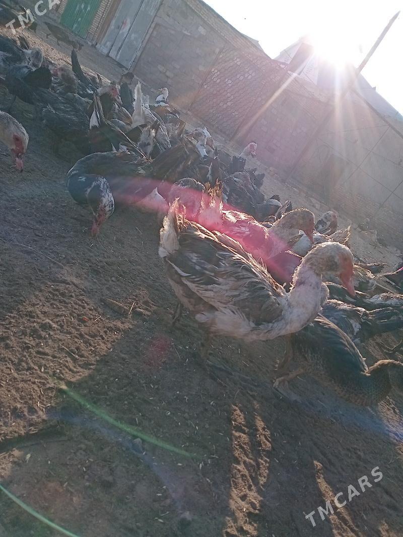 Инда утки - Türkmenabat - img 6