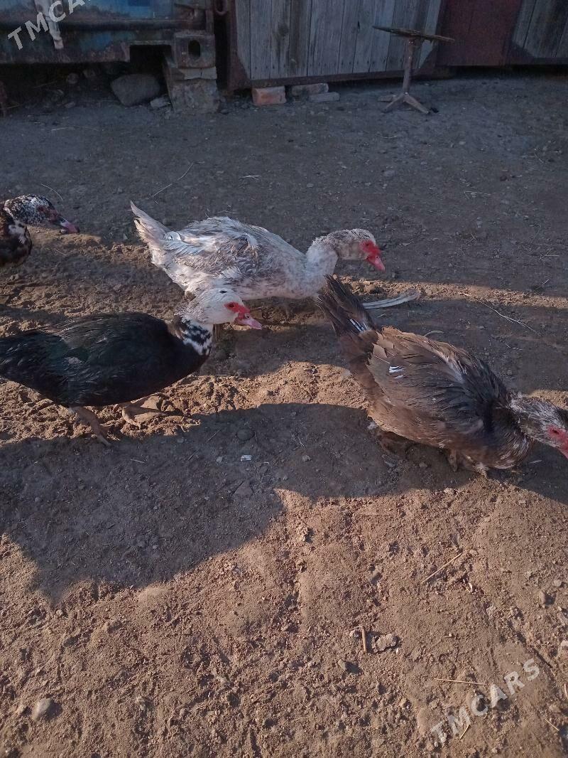 Инда утки - Türkmenabat - img 5