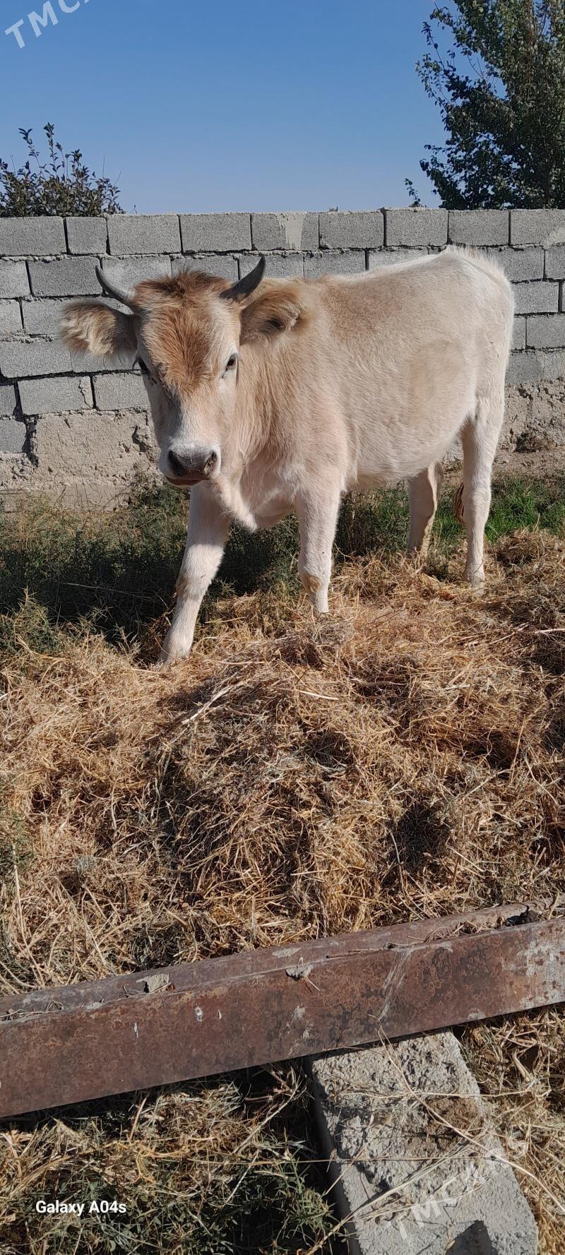 tuwe gysyr - Gyzylarbat - img 1