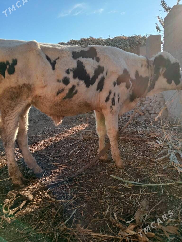 канатка - Şabat etr. - img 2