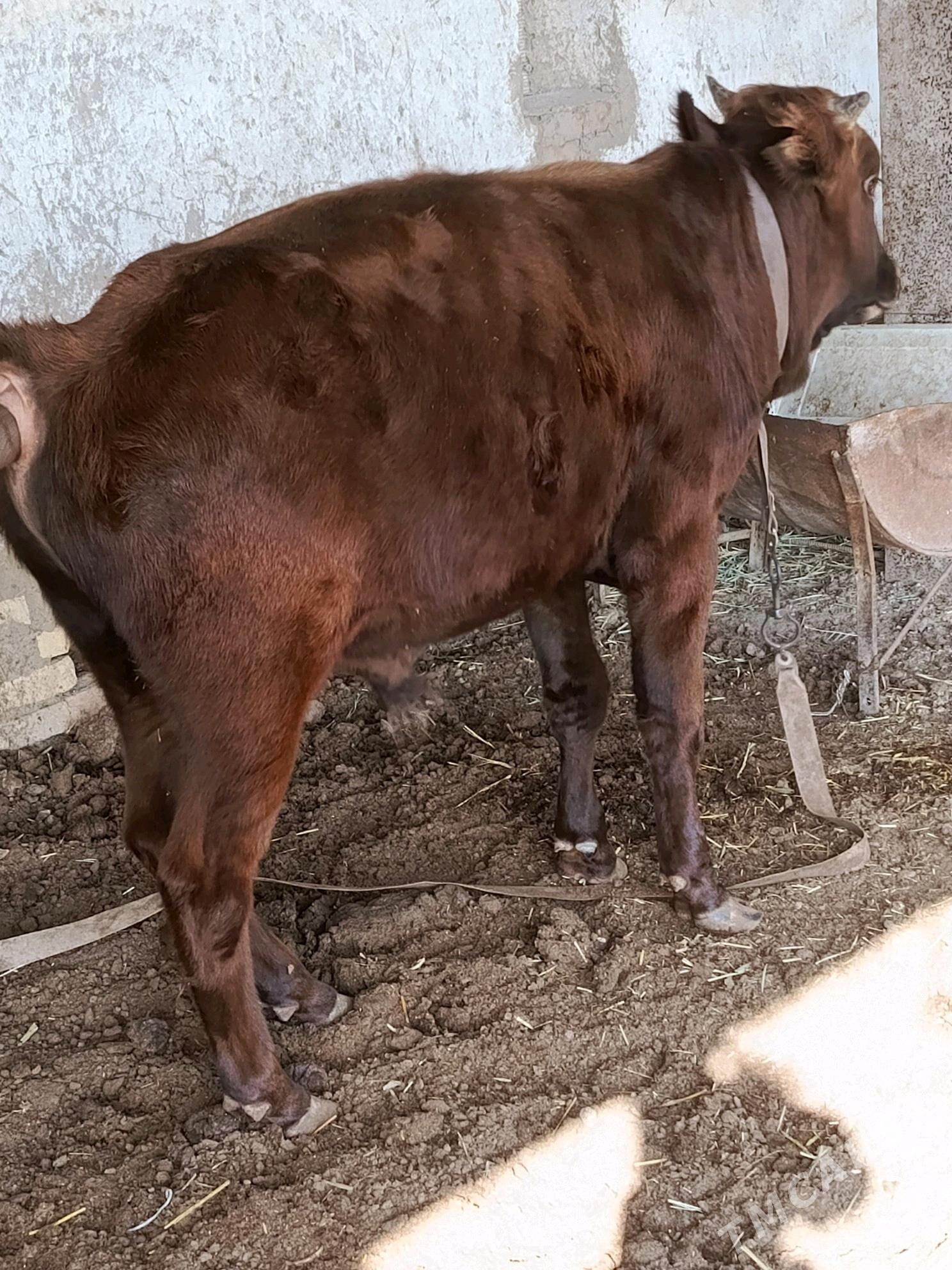 Bakylan öküzler - Мургап - img 5