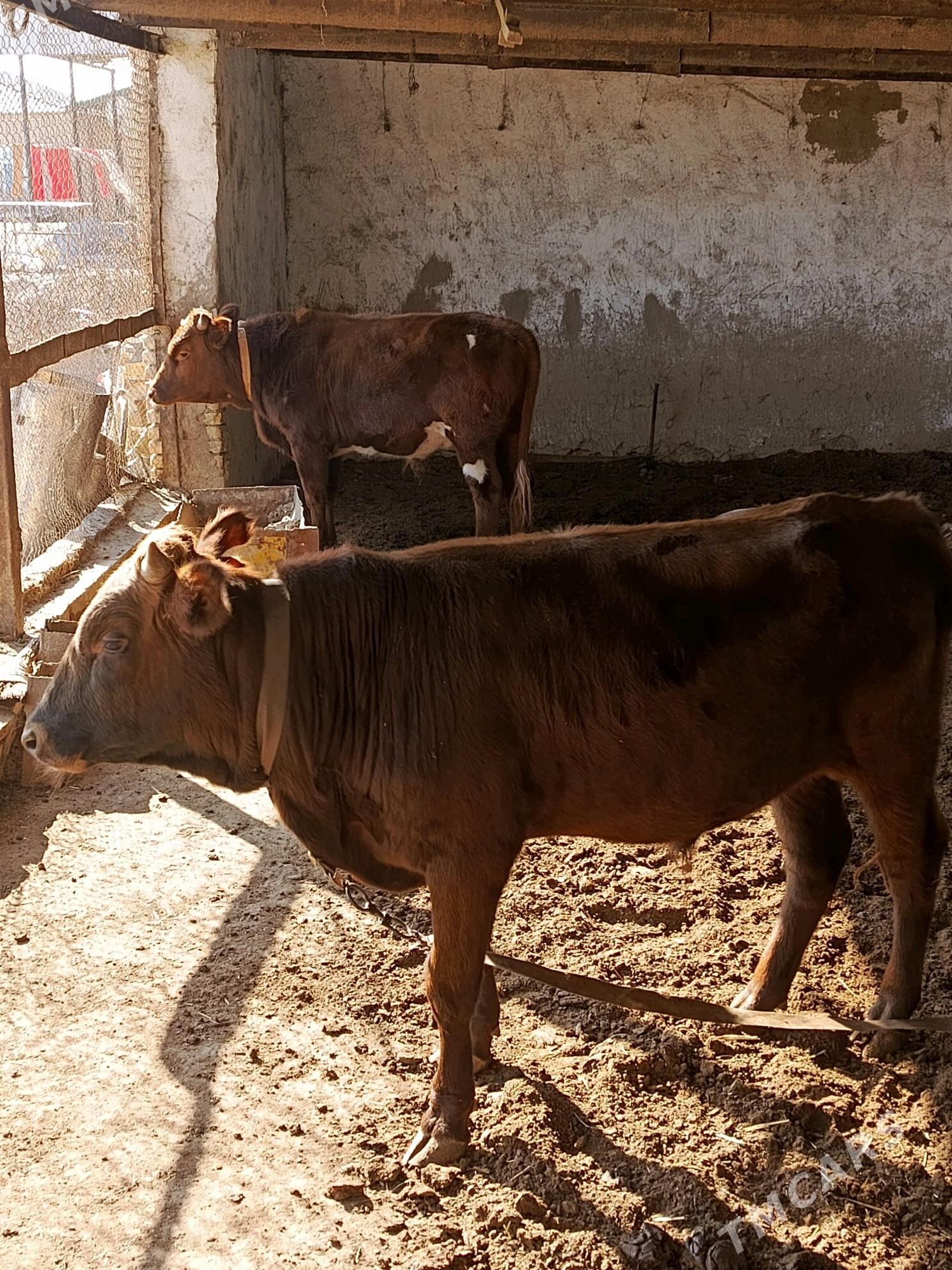 Bakylan öküzler - Мургап - img 3