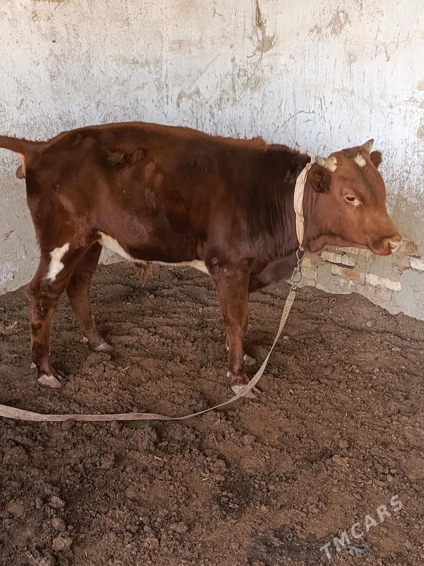 Bakylan öküzler - Мургап - img 4