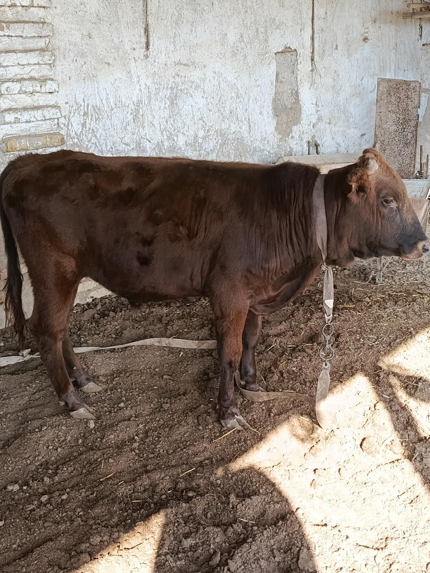 Bakylan öküzler - Мургап - img 2