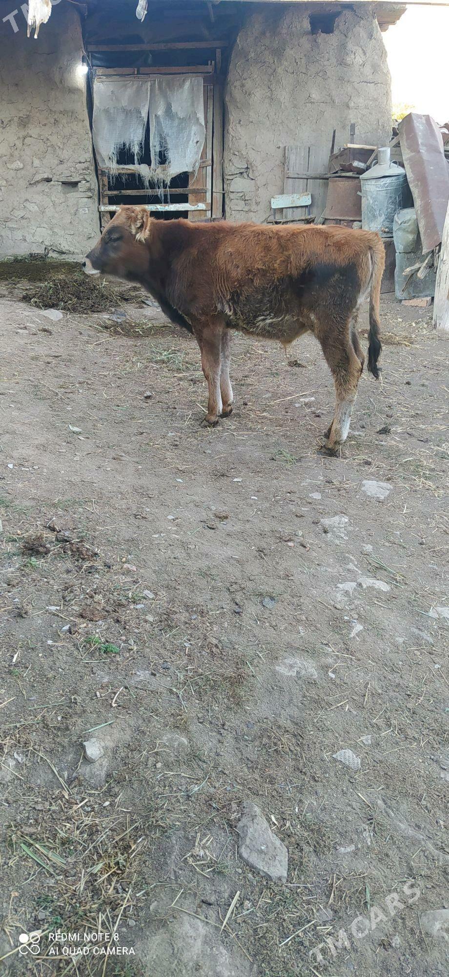 Okuzce - Бахарден - img 3