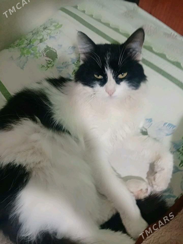 arassa tuyli pisikler. - Мары - img 2