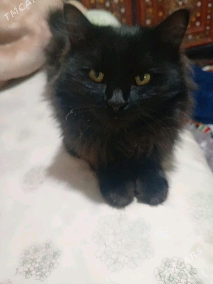 arassa tuyli pisikler. - Мары - img 1