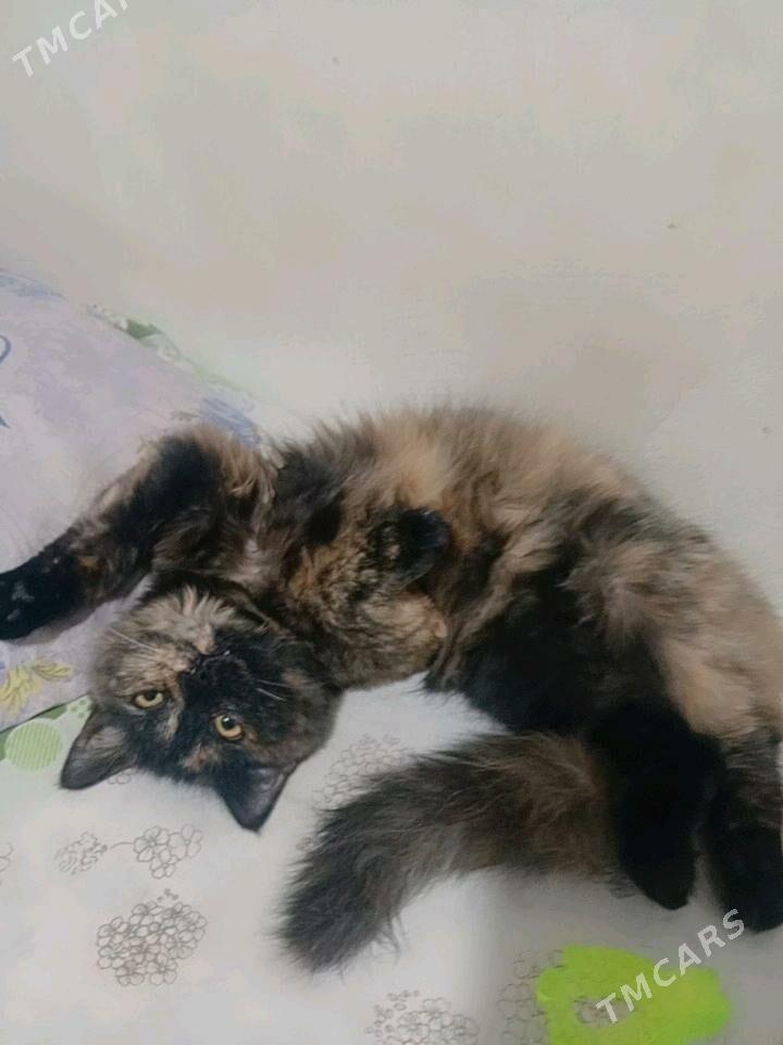 arassa tuyli pisikler. - Мары - img 4