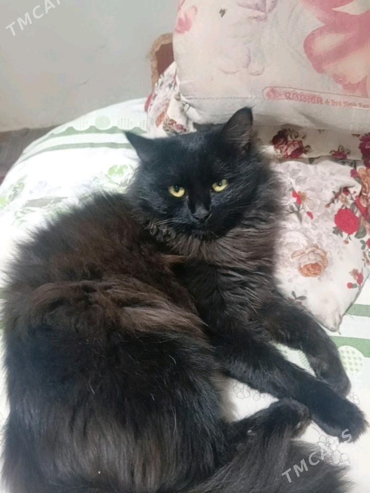 arassa tuyli pisikler. - Мары - img 3