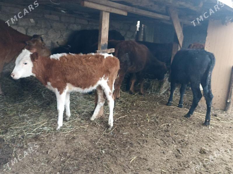 öküzçe tüwe öküz göle - Ашхабад - img 6