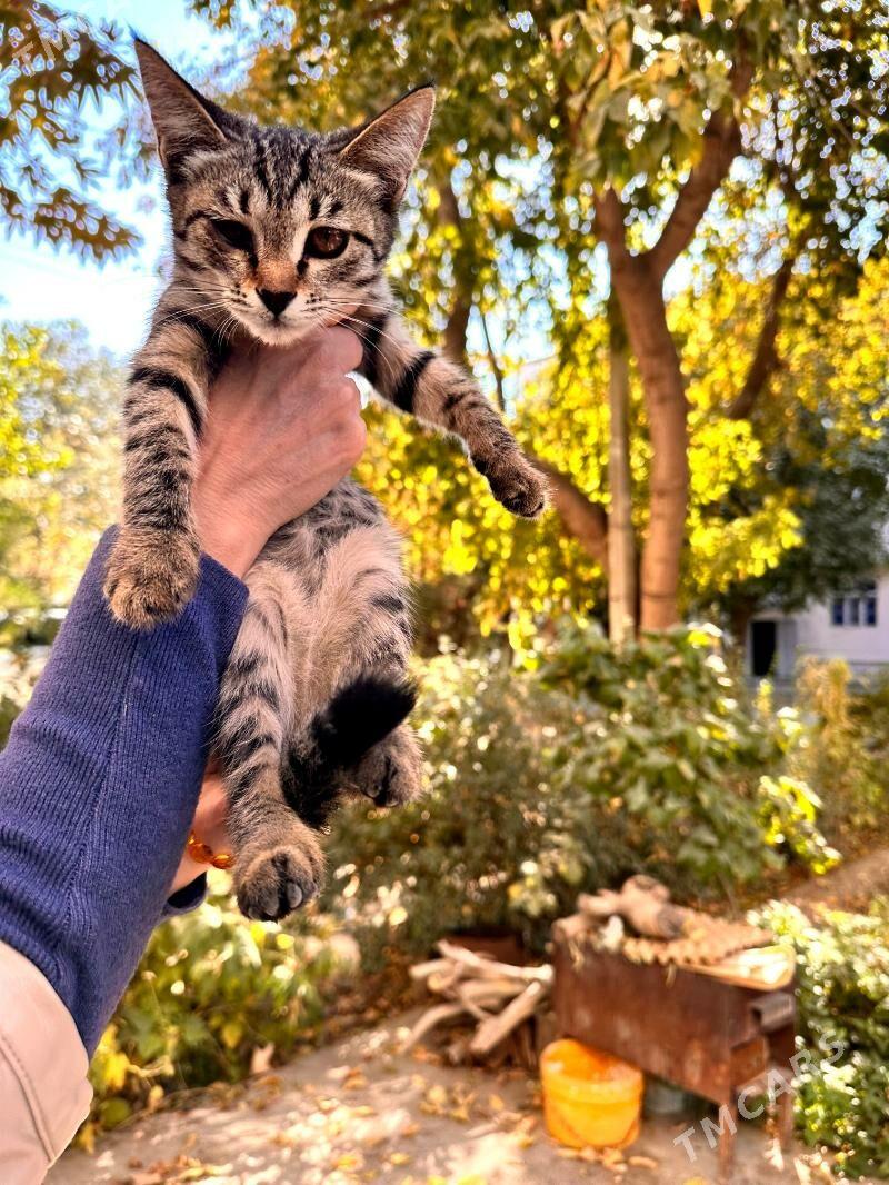 бесплатно,в добрые руки - Ашхабад - img 1