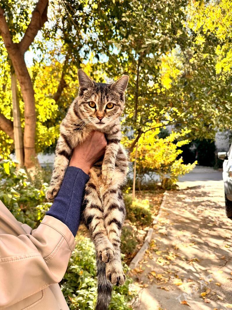 В добрые руки , бесплатно - Aşgabat - img 1