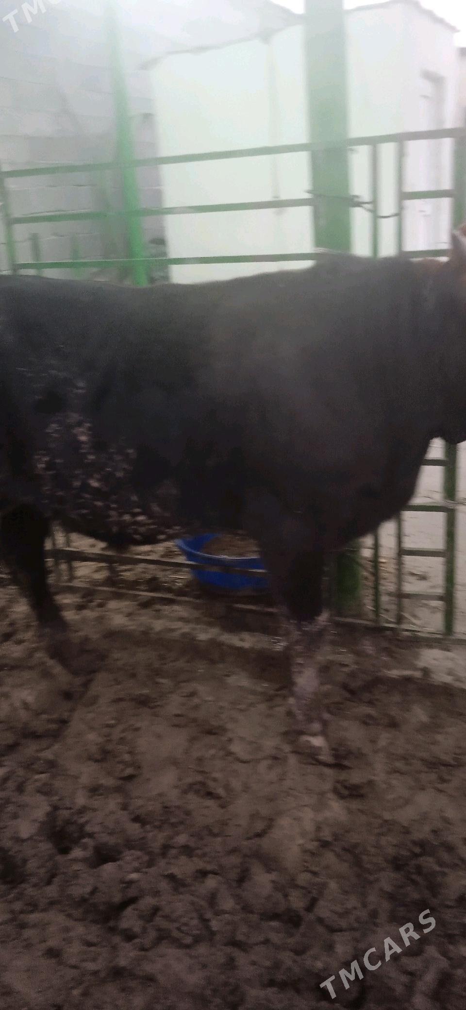 okuz - Гёкдепе - img 3