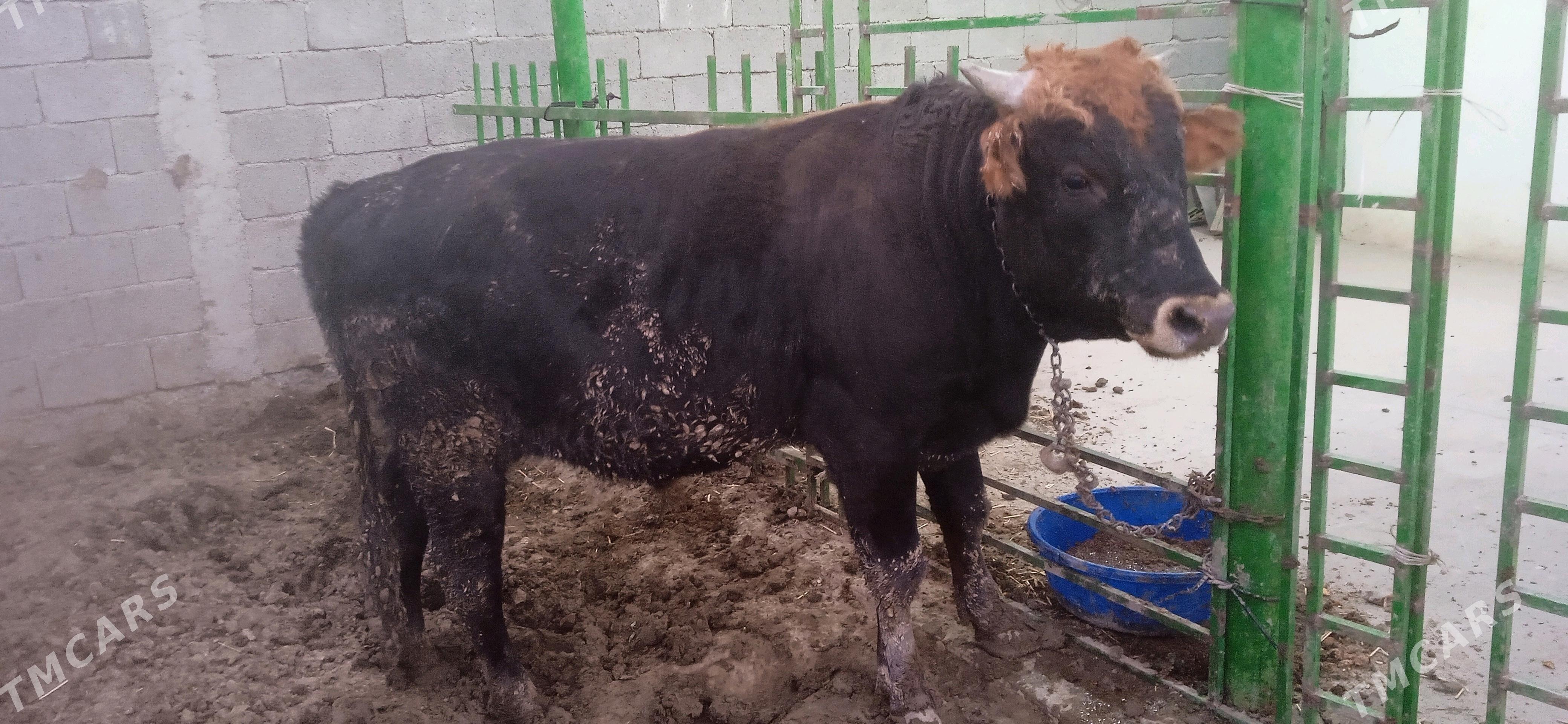 okuz - Гёкдепе - img 1