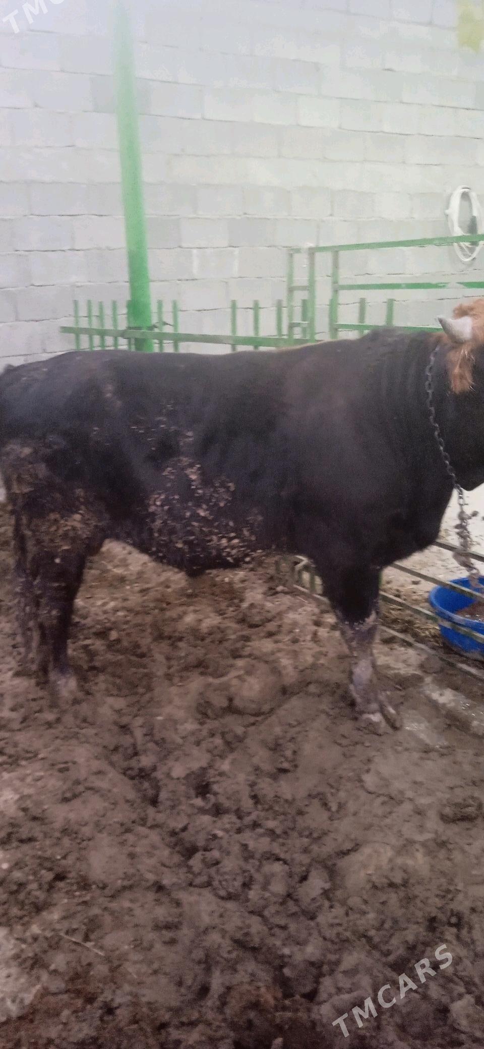 okuz - Гёкдепе - img 2