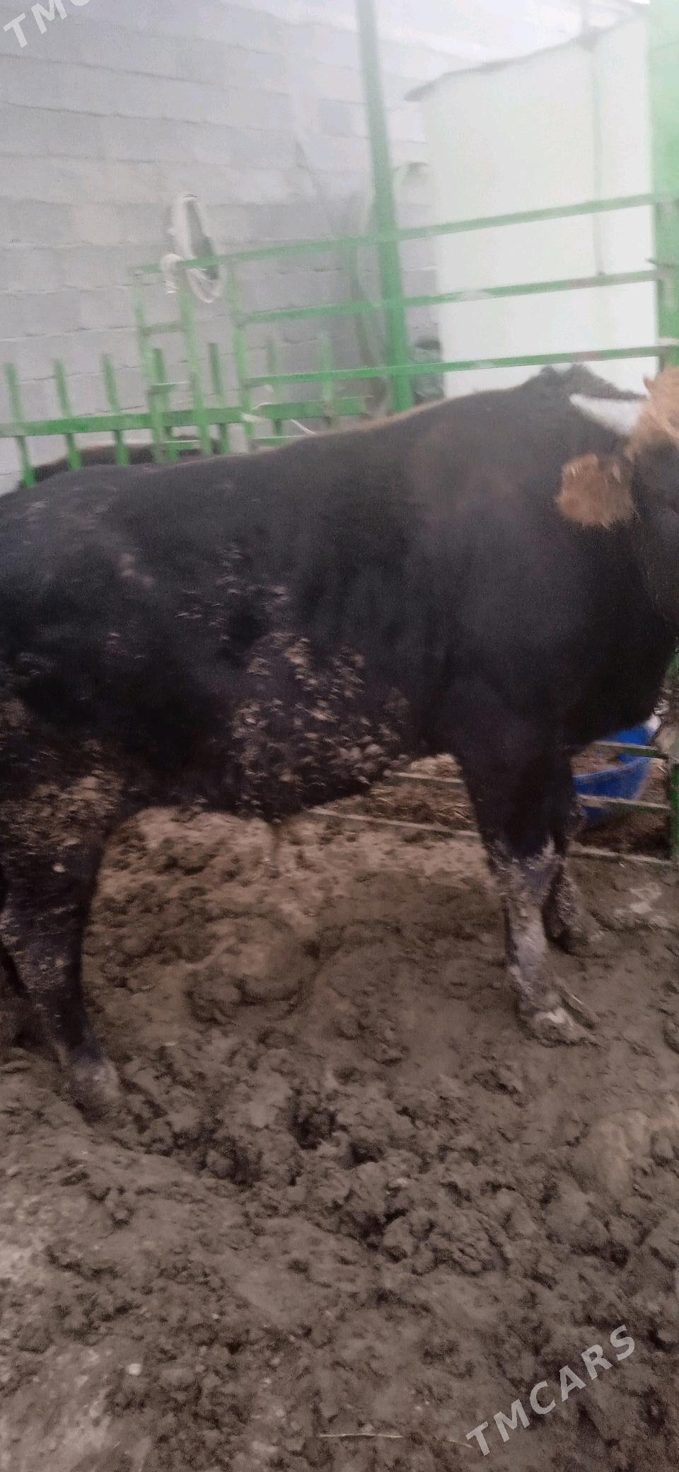 okuz - Гёкдепе - img 4