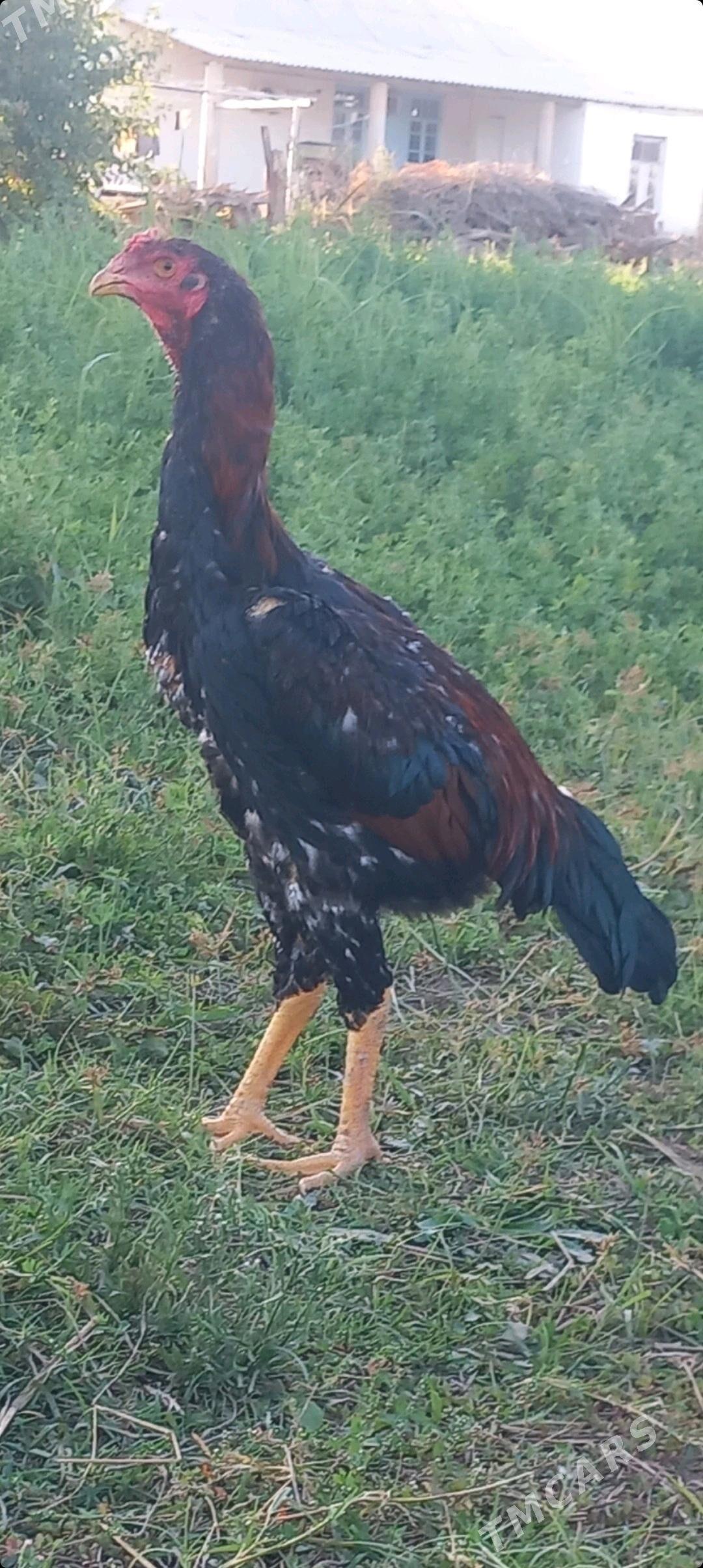 horaz - Türkmengala - img 2