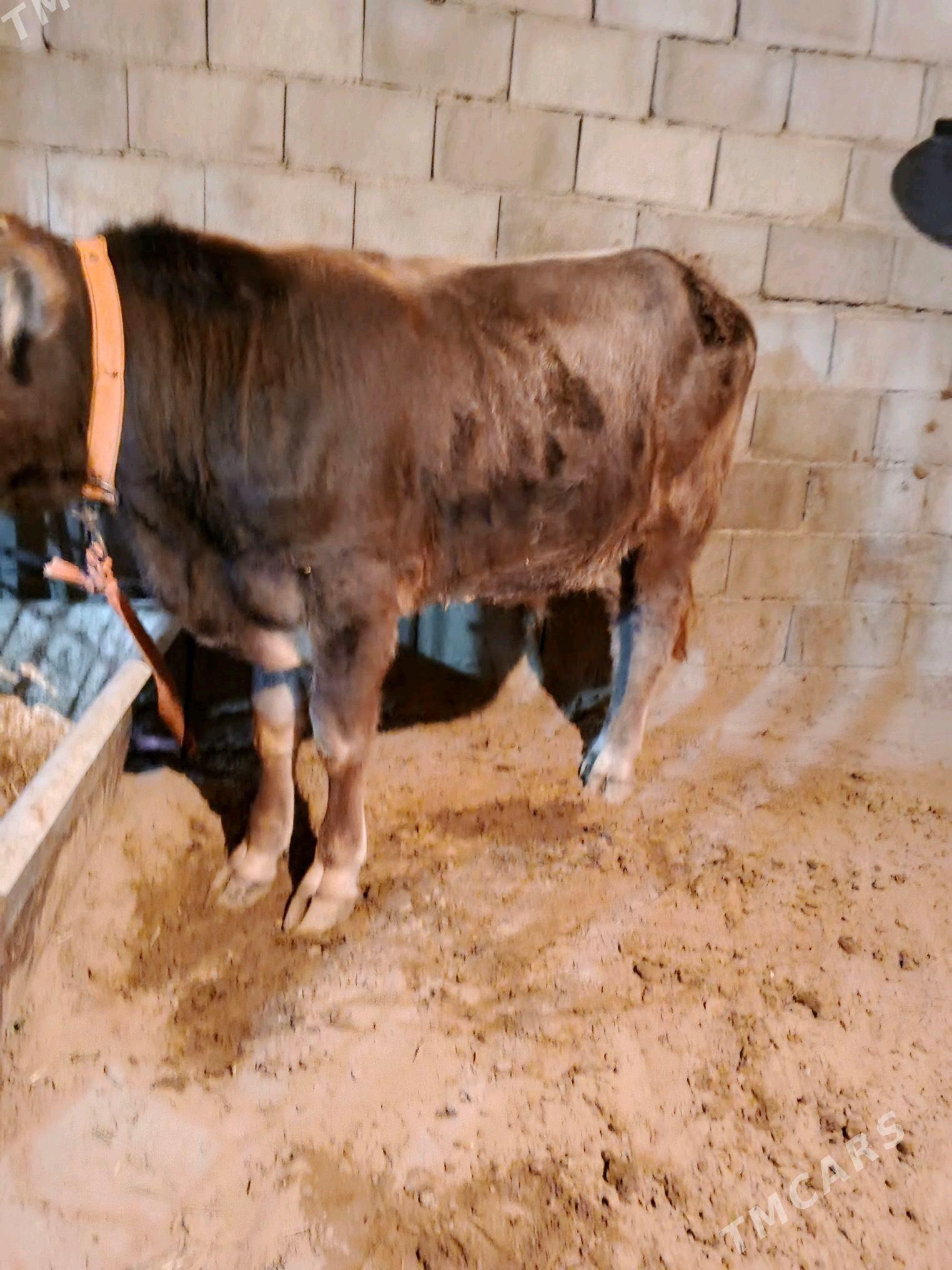 okuz - Бузмеин - img 2