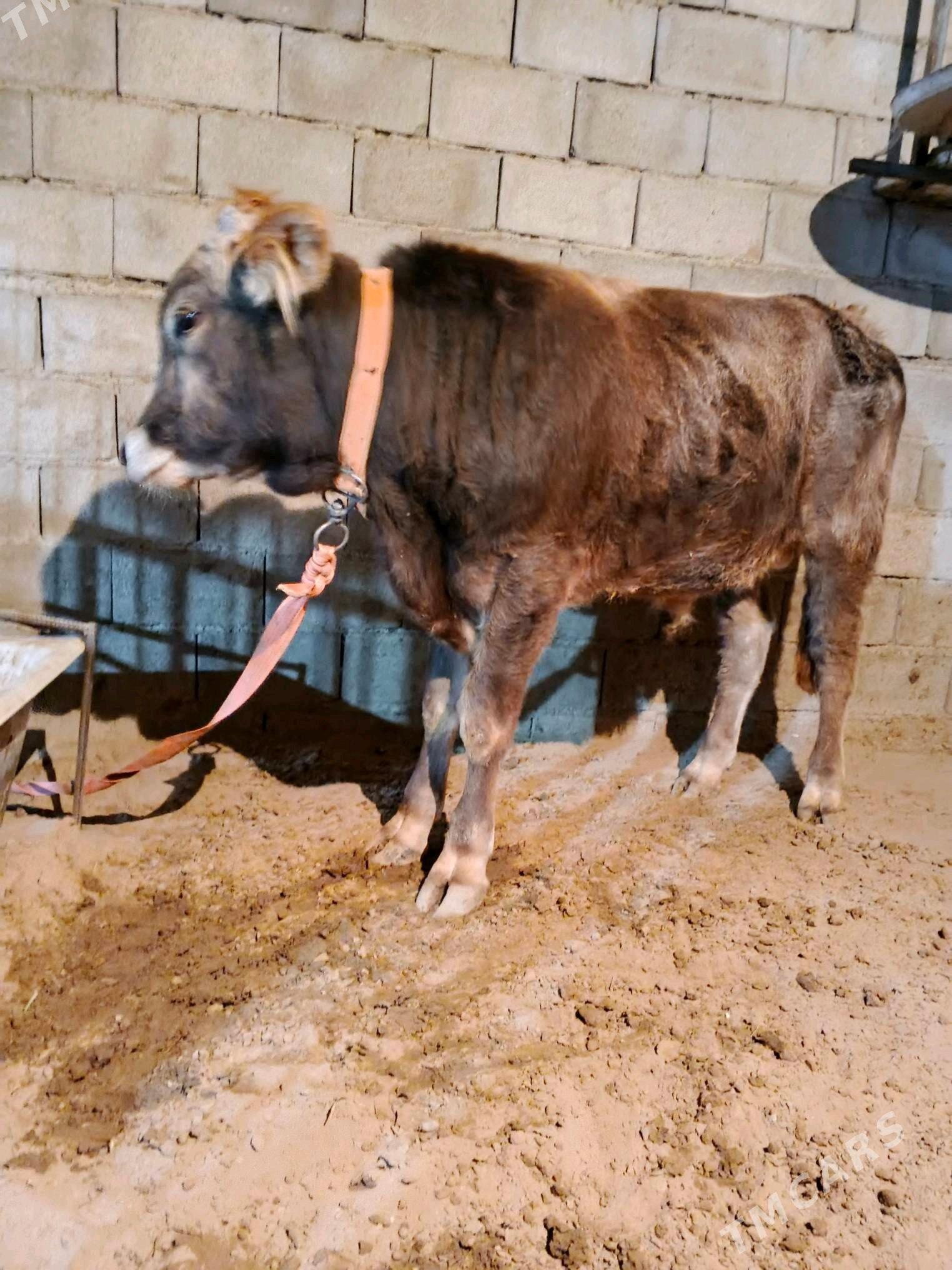 okuz - Бузмеин - img 1