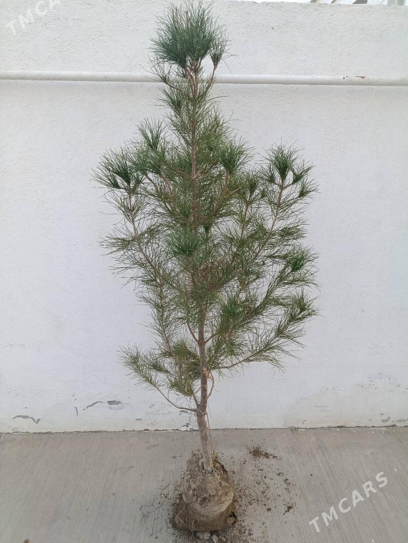 Yolka sosna nanaly - Аркадаг - img 2