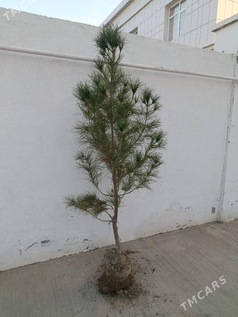 Yolka sosna nanaly - Аркадаг - img 1