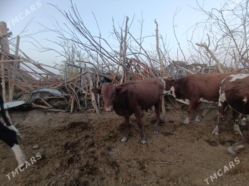 Öküzler - Векильбазар - img 6