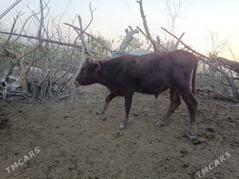 Öküzler - Векильбазар - img 3