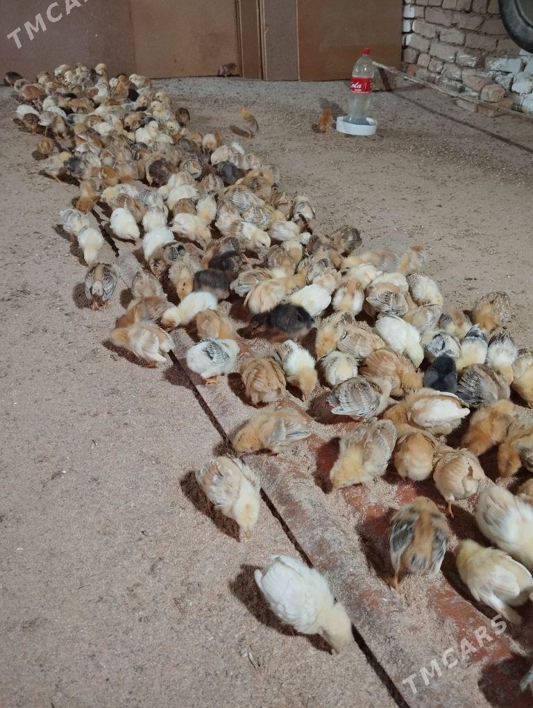 towuk jüje - Gökje - img 7