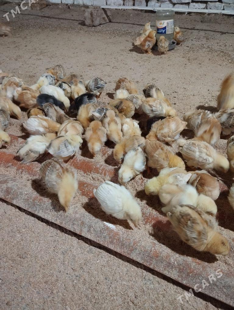 towuk jüje - Gökje - img 5