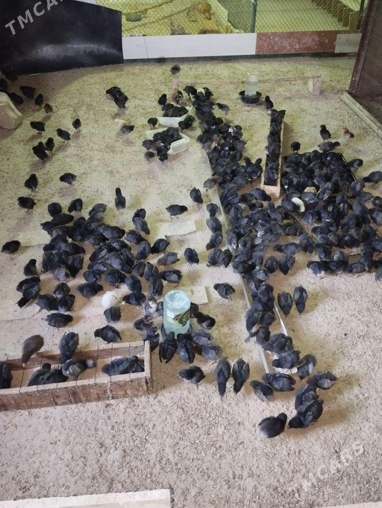 towuk jüje - Gökje - img 2