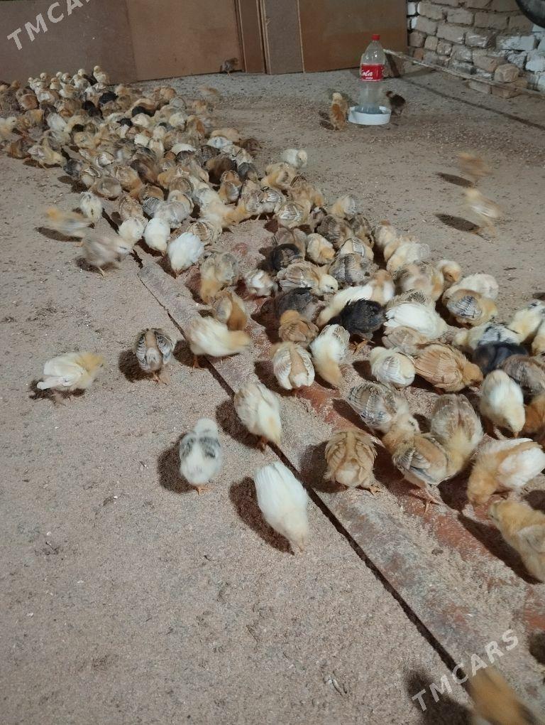 towuk jüje - Gökje - img 8