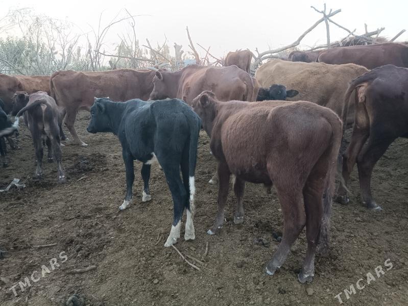 Öküzler - Векильбазар - img 5