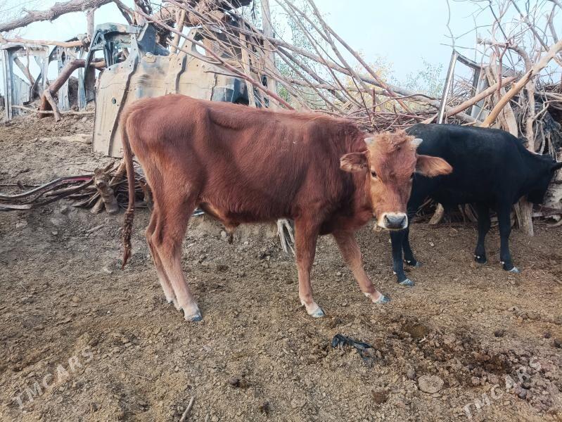 Öküzler - Векильбазар - img 1