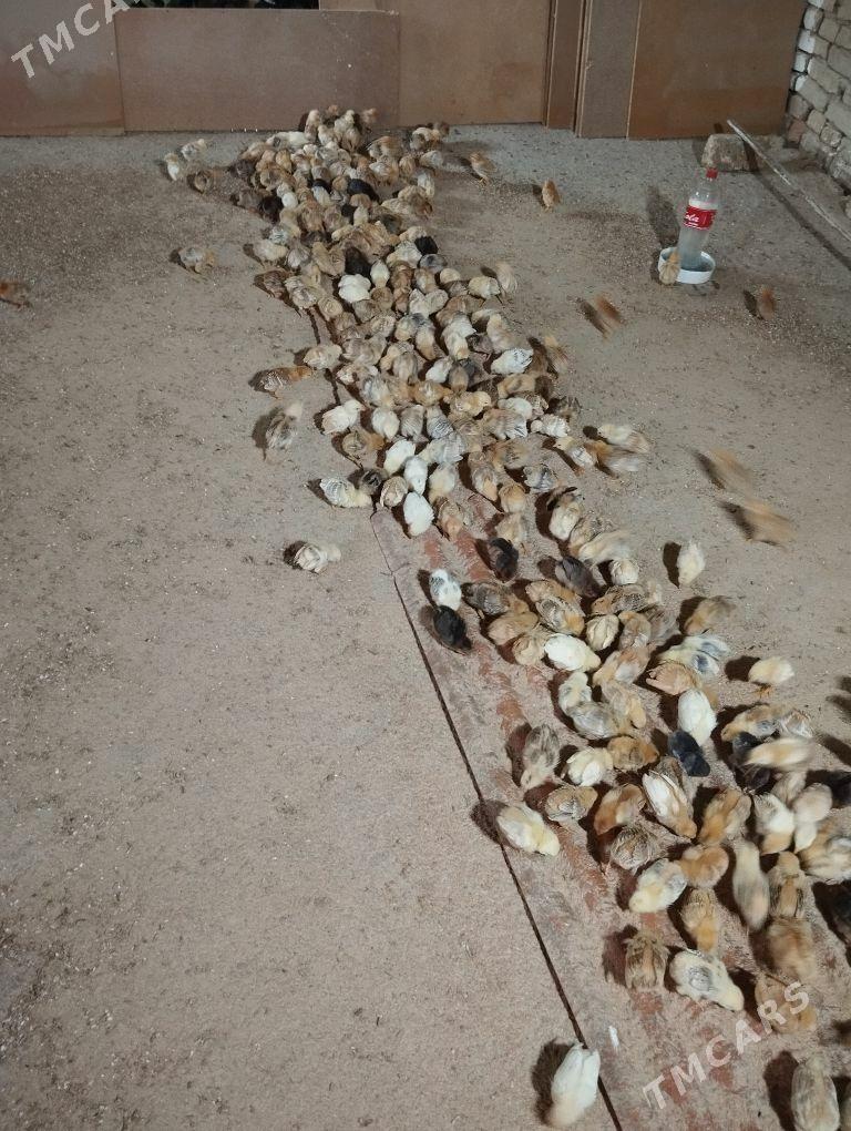 towuk jüje - Gökje - img 4