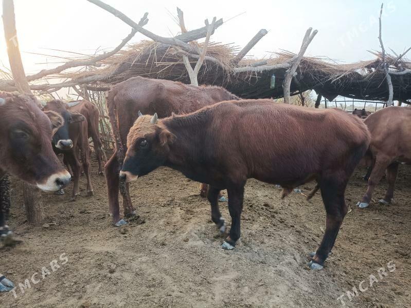 Öküzler - Векильбазар - img 2