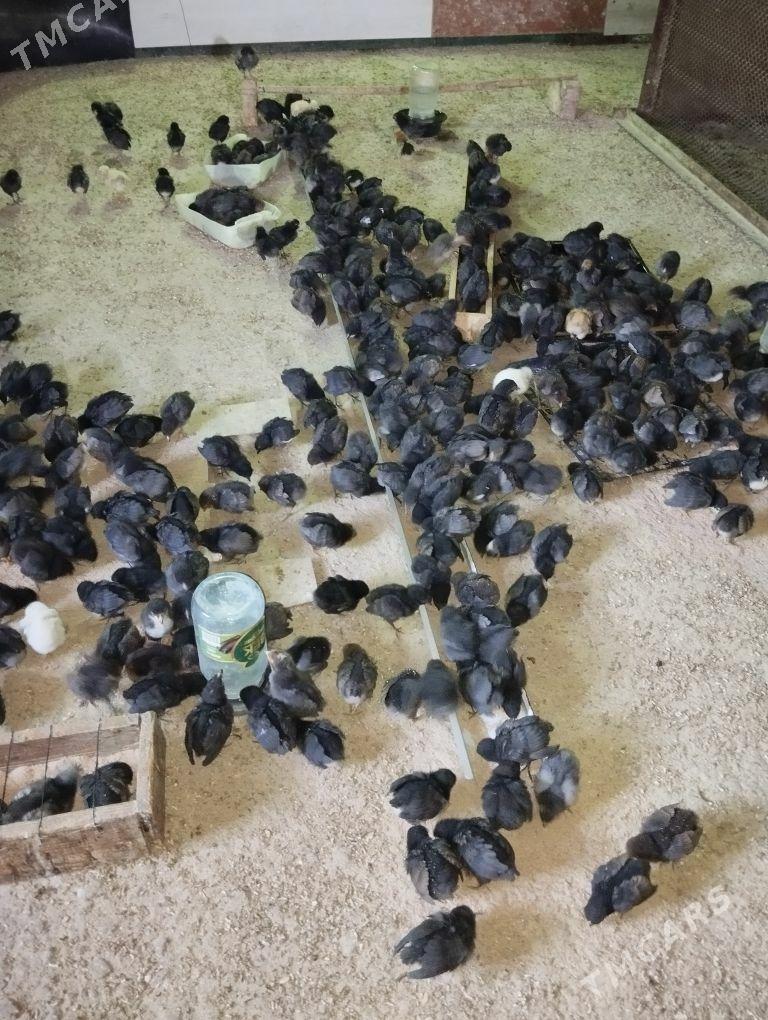 towuk jüje - Gökje - img 3