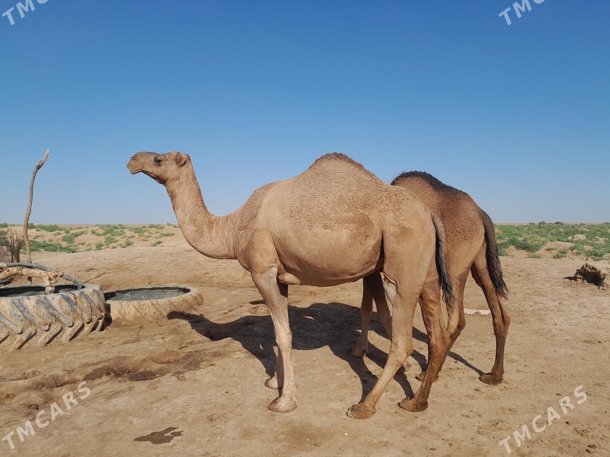 düýe - Tejen - img 2